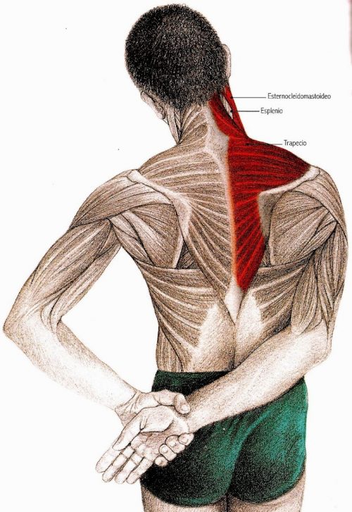 Lee más sobre el artículo Ejercicios para aliviar el dolor de cuello y hombros